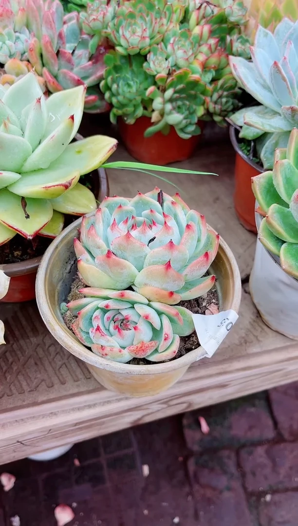 海*22035多肉植物一物一拍