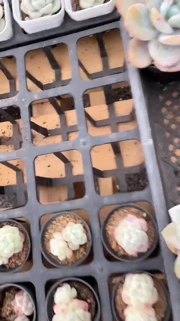 【闪购商品】65盆奶茶多肉