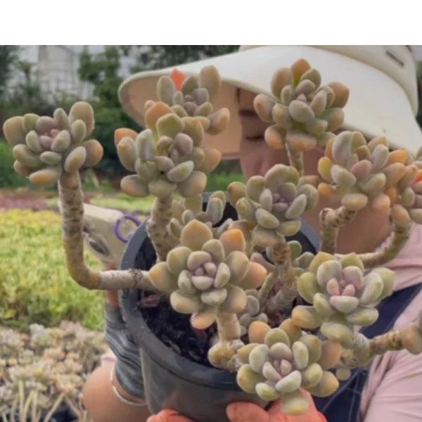 冬美人  好看好养 多肉植物 云南昆明发货