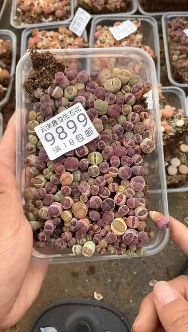 9899特价紫色切糕微瑕