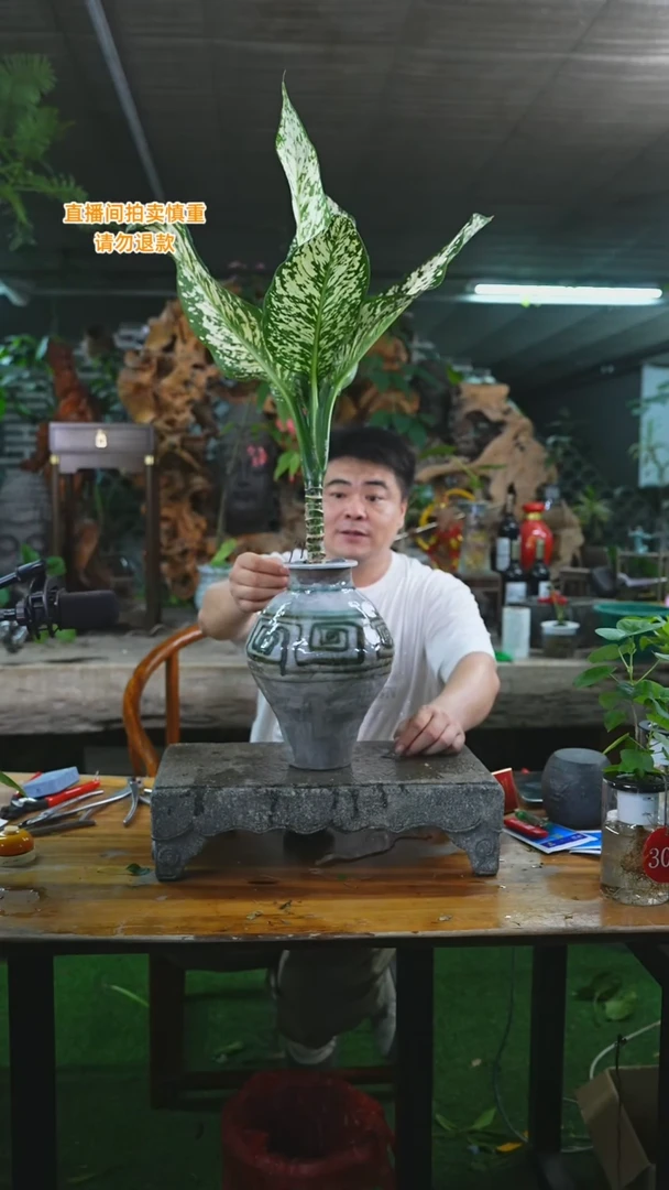 当前无花栽培后可以开花152暴风雪