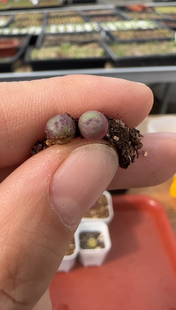 【闪购商品】13-72