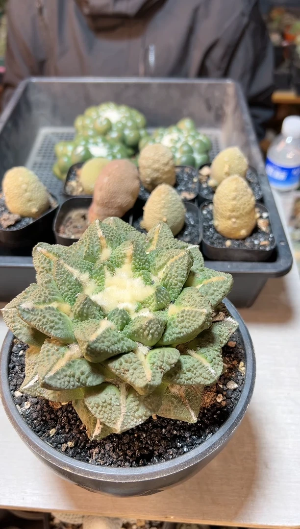 【闪购商品】晚2号混合根龟甲牡丹12.2公分