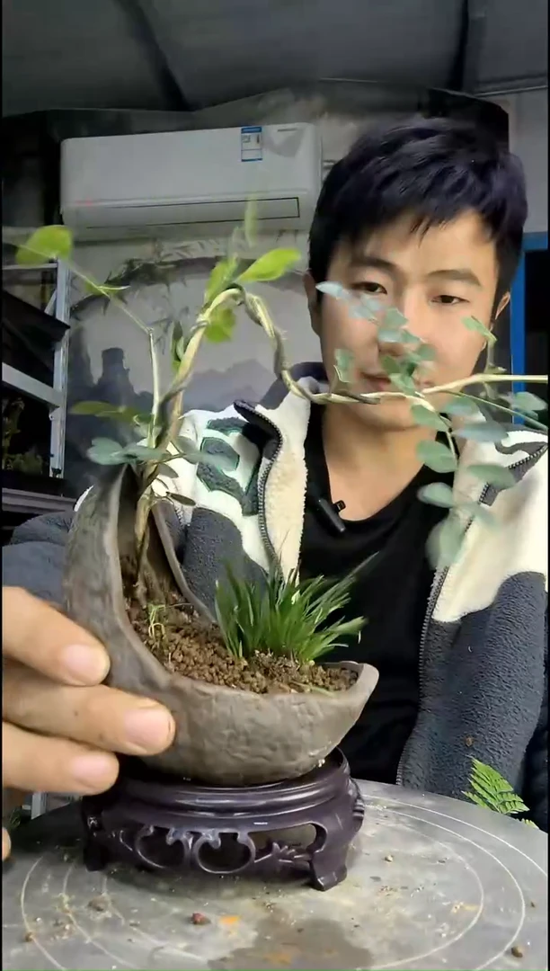 东***°中青园艺一物一拍411