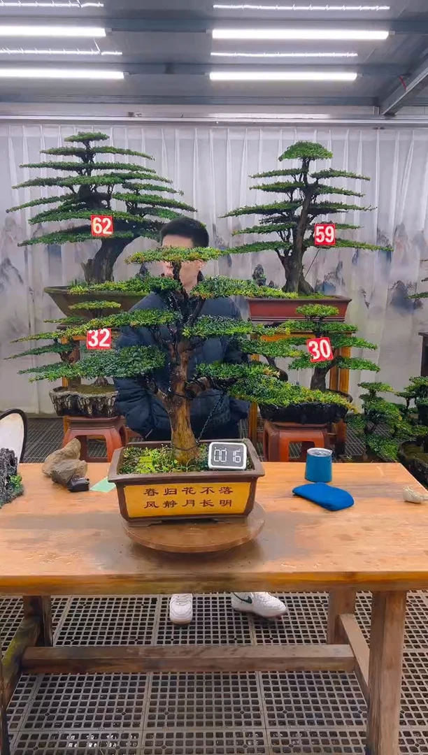 无花朵精品盆景直播间一物一拍