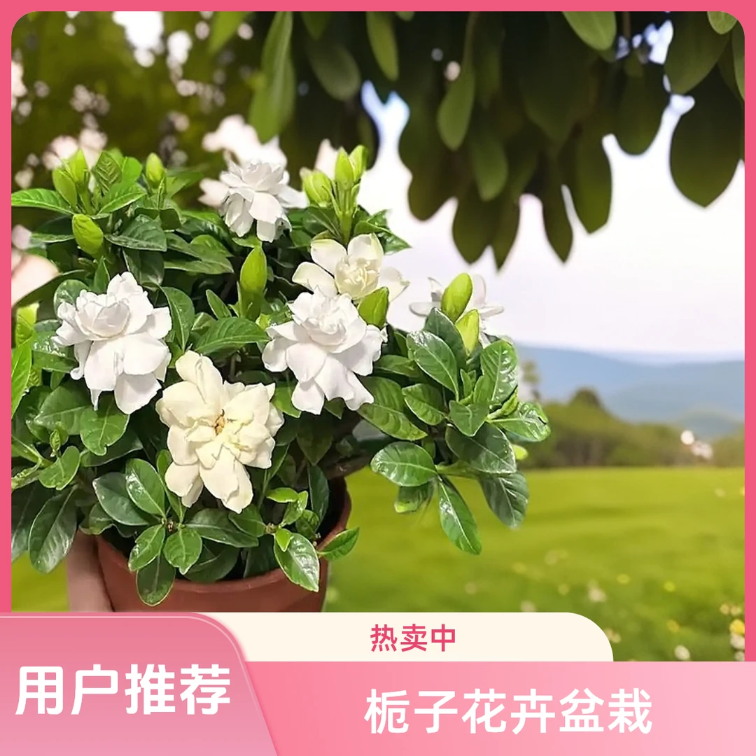 【新疆包邮】栀子花（简易盆）带花苞室外浓香（下单随机送一袋蔬菜种）