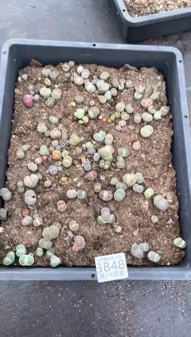 3848特价菊纹章框有疤瑕疵带土不带盆发货