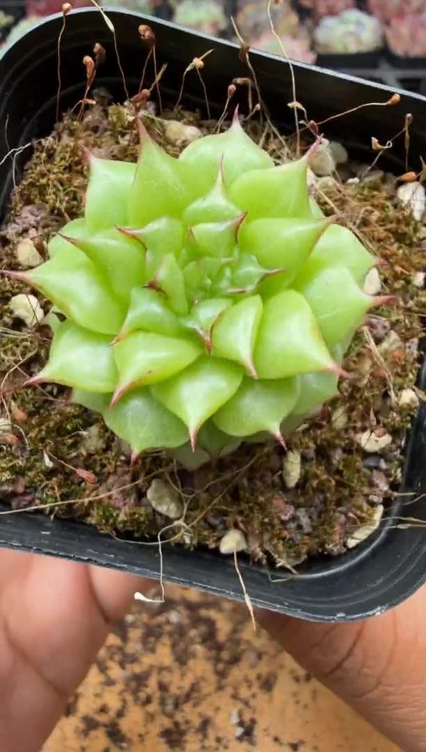 东云多肉园二店-375