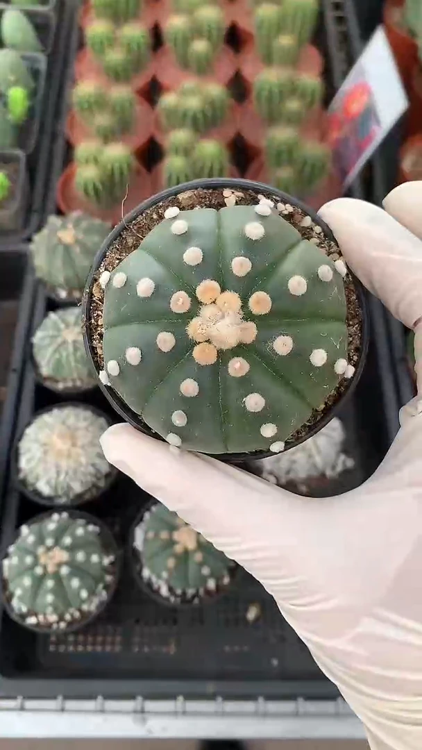 一物一拍  中号星兜 带盆