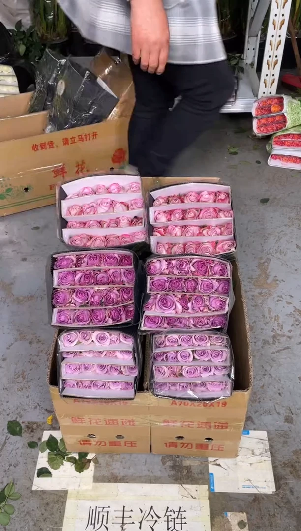 气场20枝+紫霞20枝+海洋之歌20枝