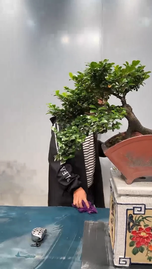 无花朵海岛翠米茶