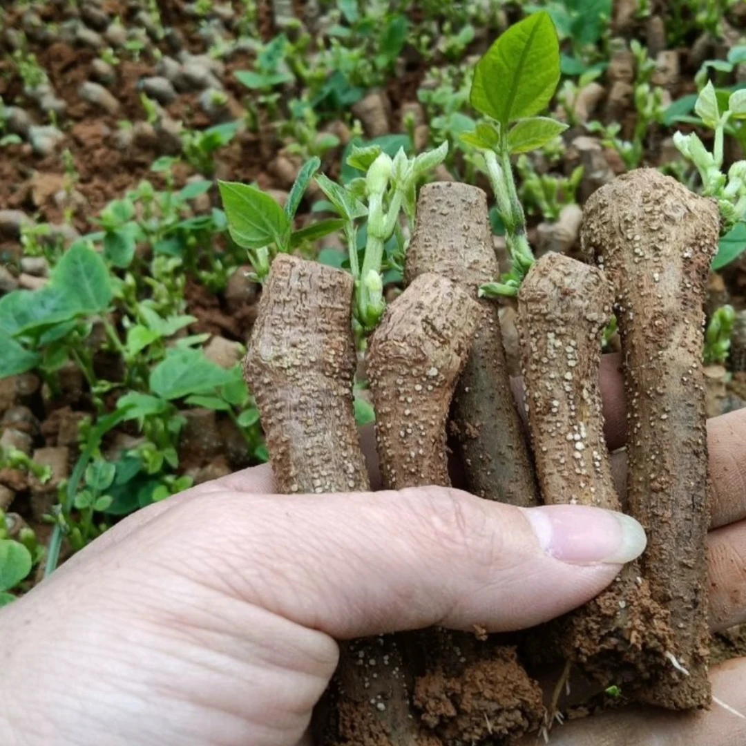 正宗无渣粉葛 批发包邮 高产药用爬藤绿化植物