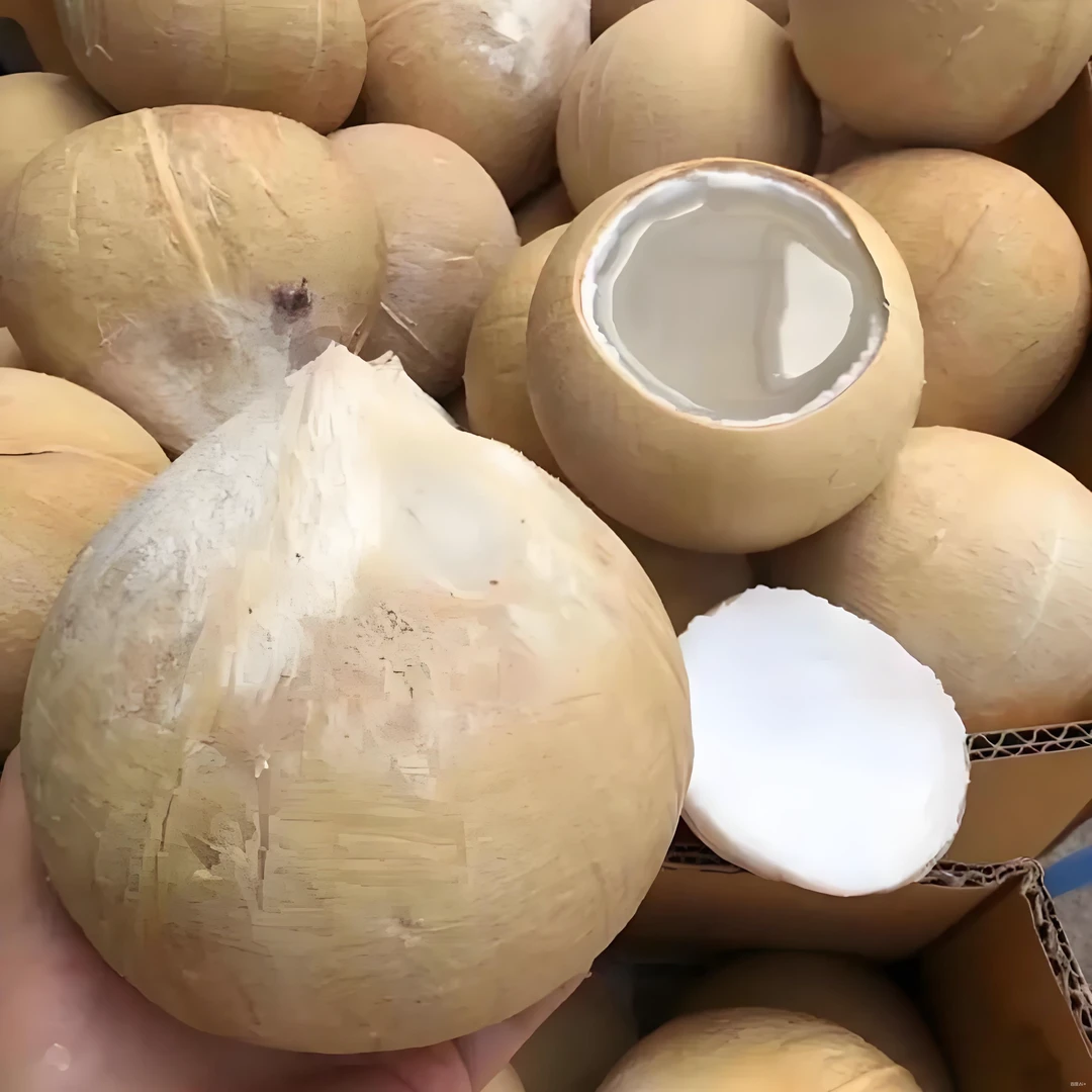 海南特产大牛奶椰子
