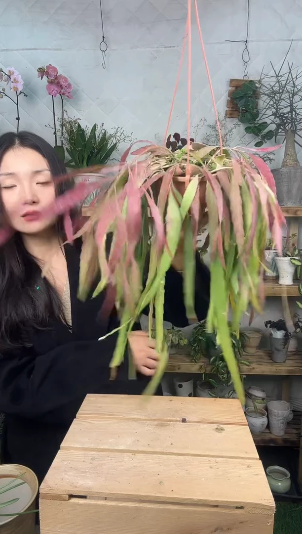 无花朵382红叶丝维育苗盆