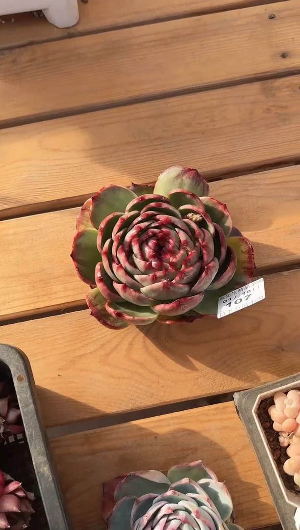 【闪购商品】0118-107惊鸿仙子