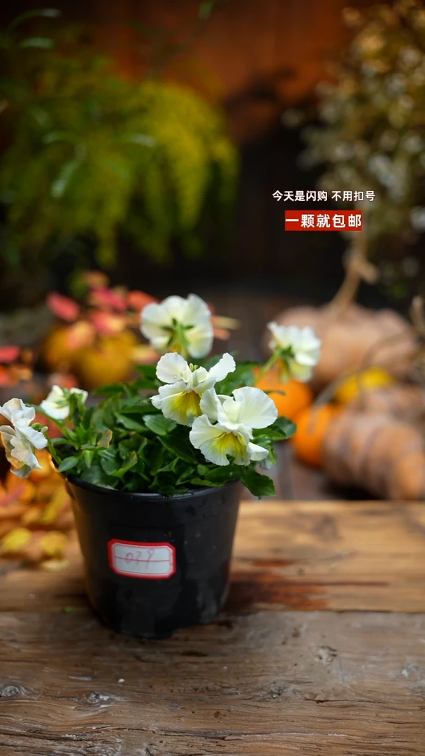 少量花朵（建议范围：2朵-5朵 或40%以下）039