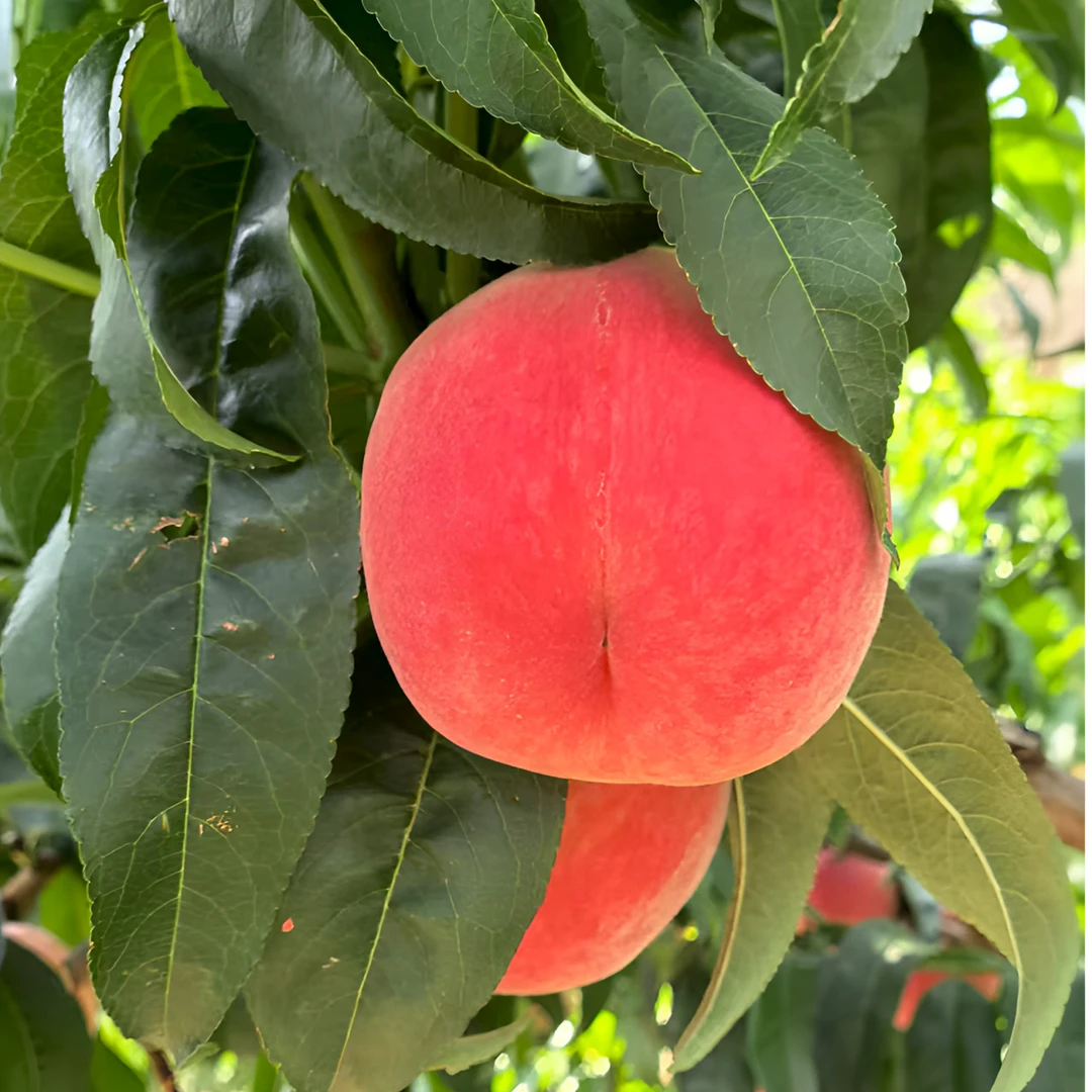 12枚装【省外】甘肃秦安水蜜桃精品新鲜爆多汁现摘现发脆甜新鲜桃子