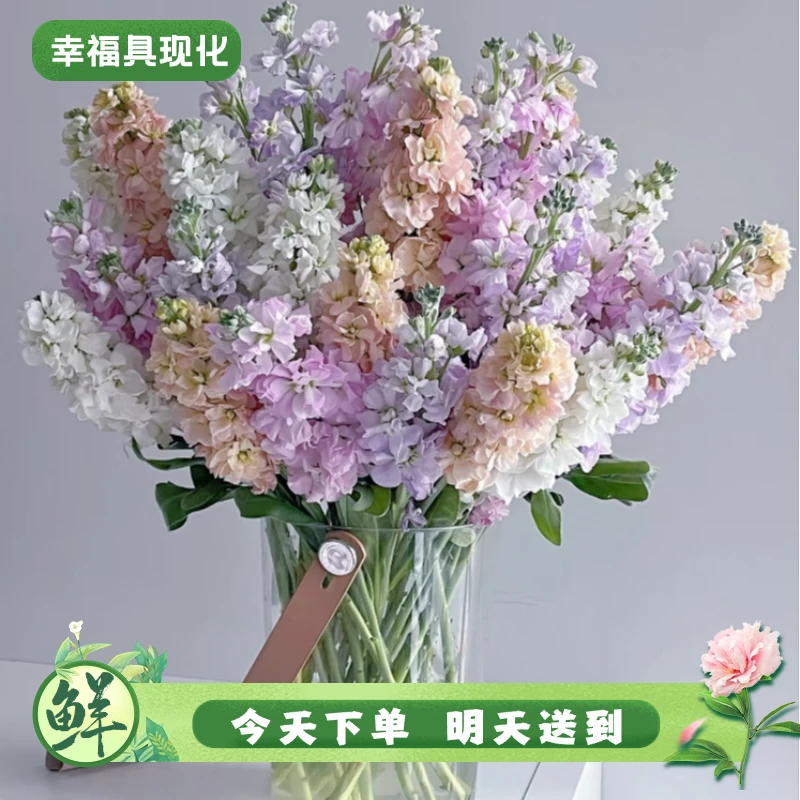 特价【明日必达】混色紫罗兰5支-生活鲜切花-全场任意俩单京东包邮到家