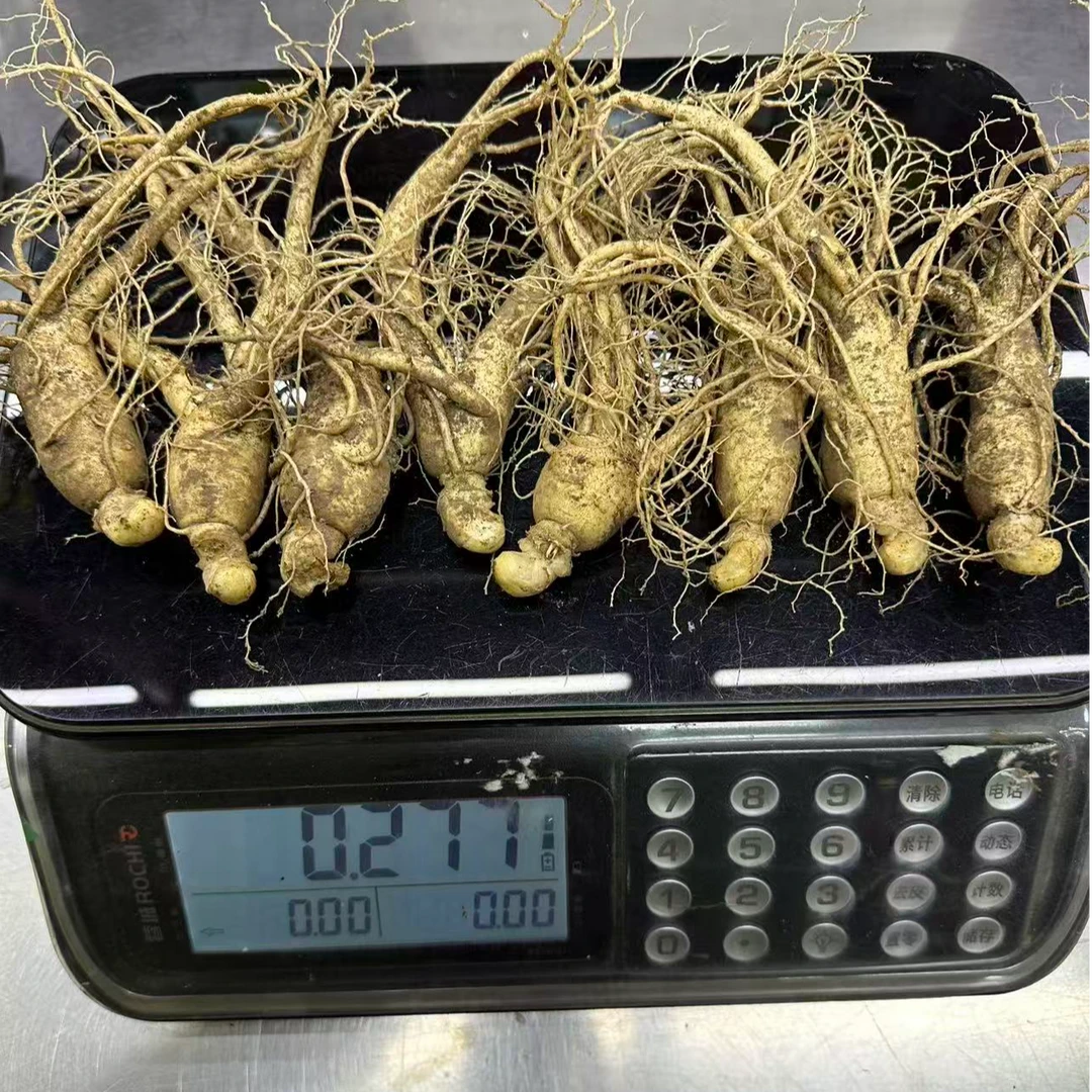 半斤7-8根大个头长白山新鲜人参适合泡酒煲汤原产地吉林滋补实惠