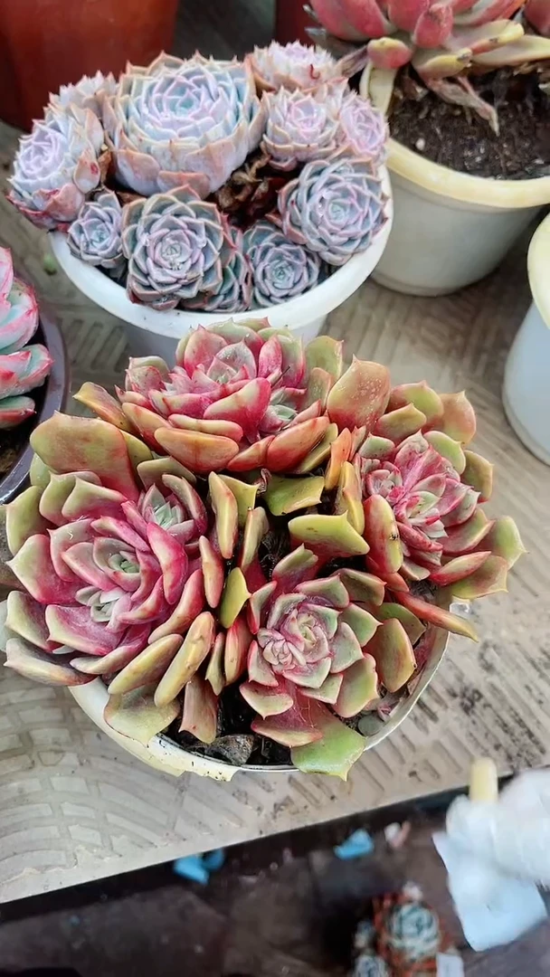 【闪购商品】15143