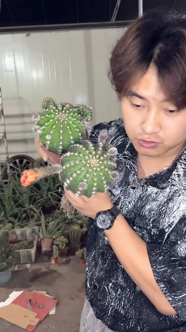 2颗 实生根  黑金刚 不指定带花苞