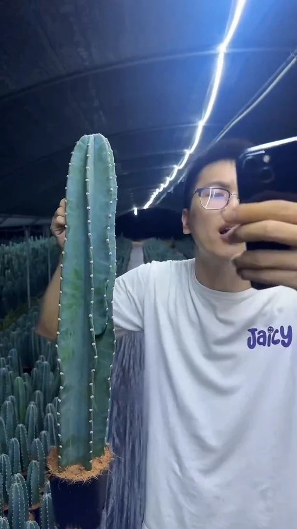 带根 量天尺 高40cm+不指定花苞