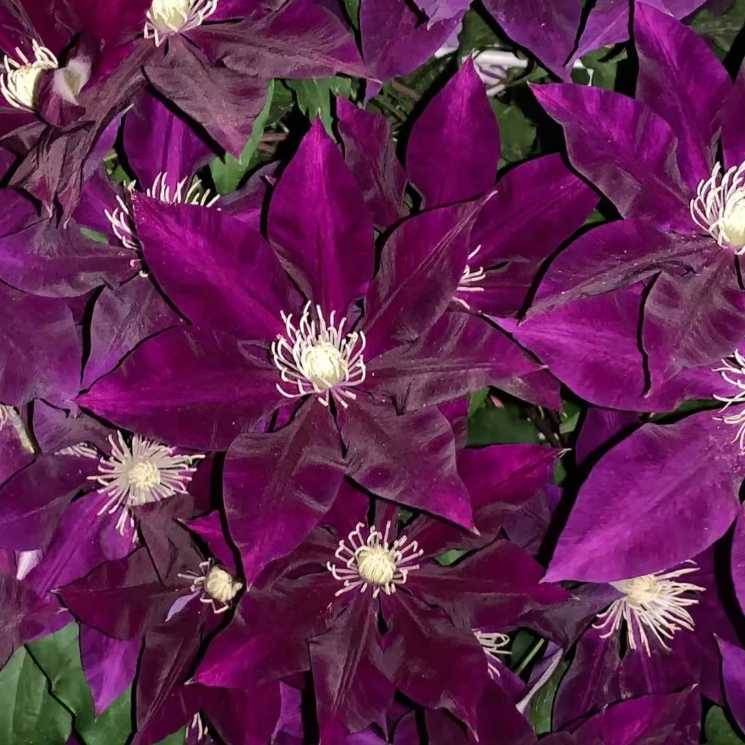 铁线莲小苗 阳台庭院多季开花新手好养爆花植物