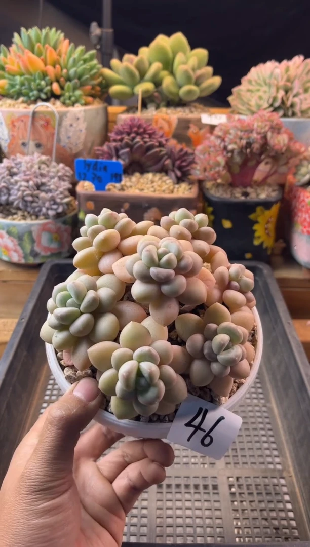 46泡泡糖111111111111111111