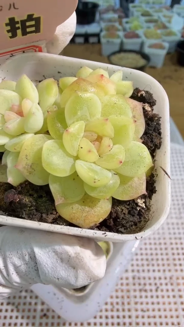 谪仙/三头 五方一盆 量拍混发