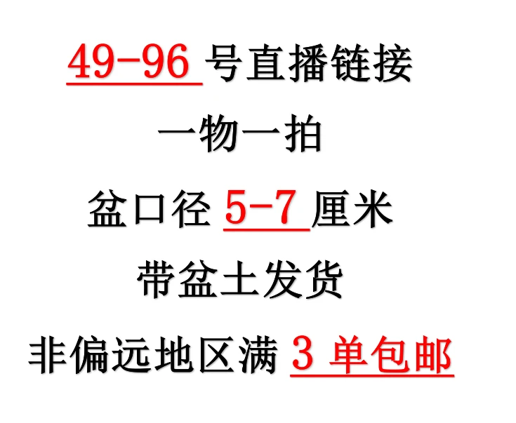11月3日49-96一物一拍3-5cm精控多肉群生不包整