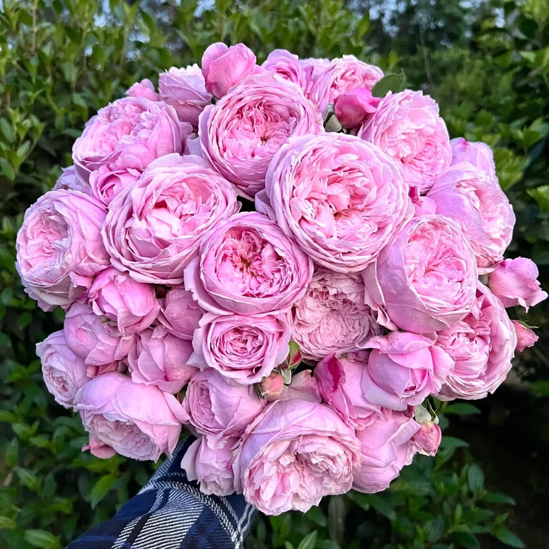 77【自由精神】月季花苗爬藤月季盆栽植物藤本蔷薇苗庭院2