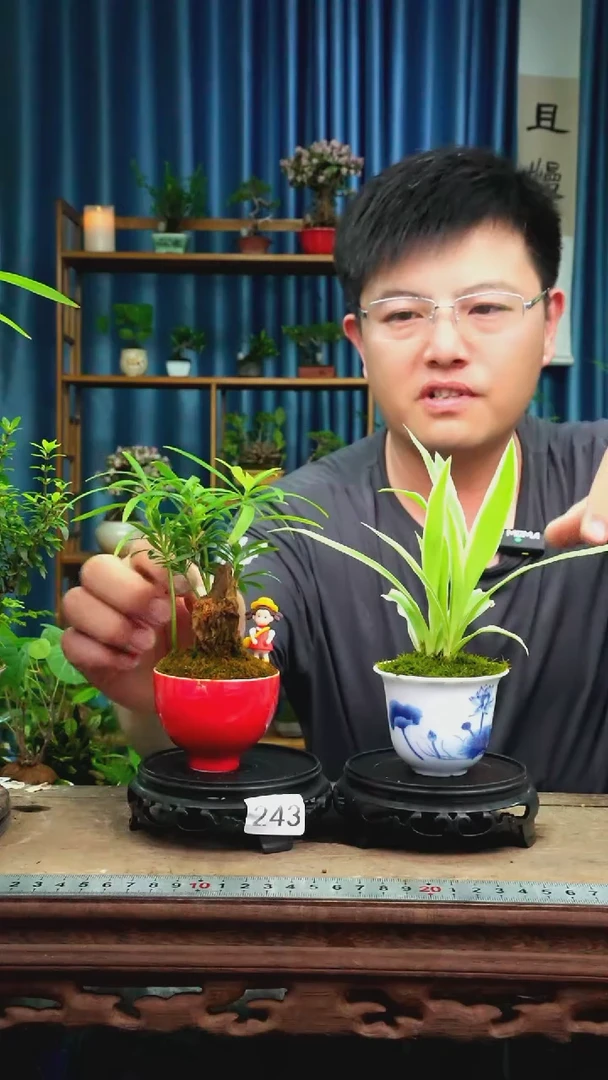 无花朵苔藓微景观243号