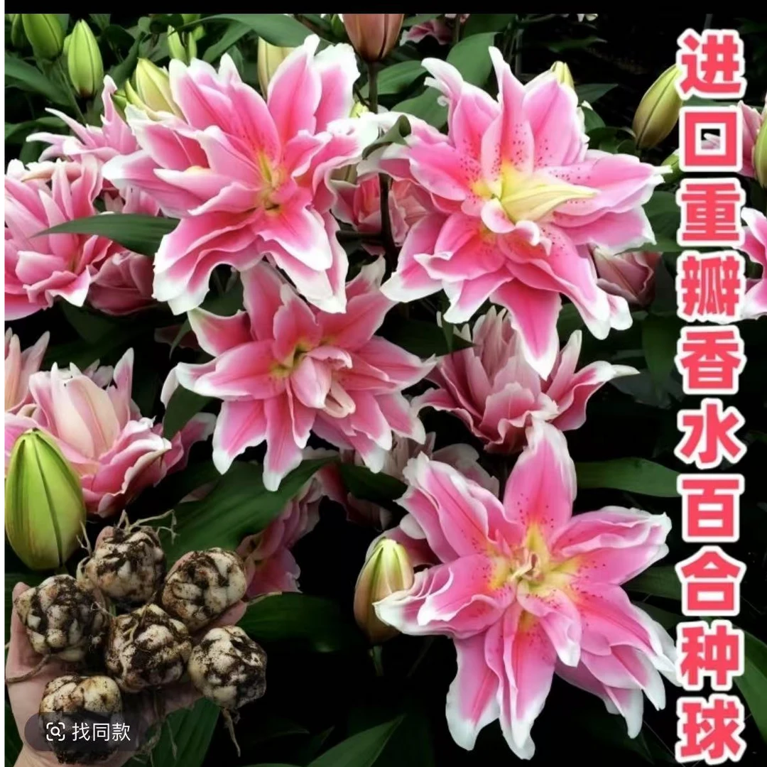 西亚拉 重瓣百合 种球