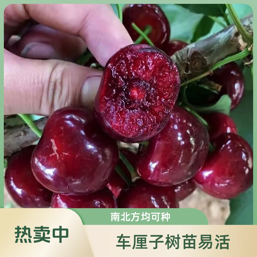 嫁接布鲁克斯车厘子苗庭院种植带土带叶发货低海拔南北方种植耐寒