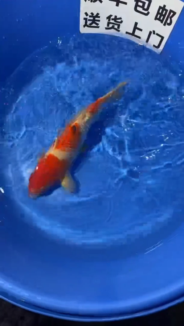 锦鲤精品锦鲤一尾