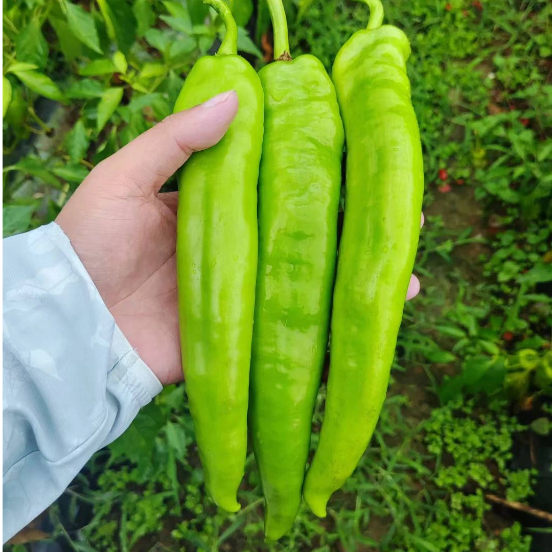 鼎优皇玛早熟抗病大果黄绿皮羊角椒耐高温耐储运辣椒品种