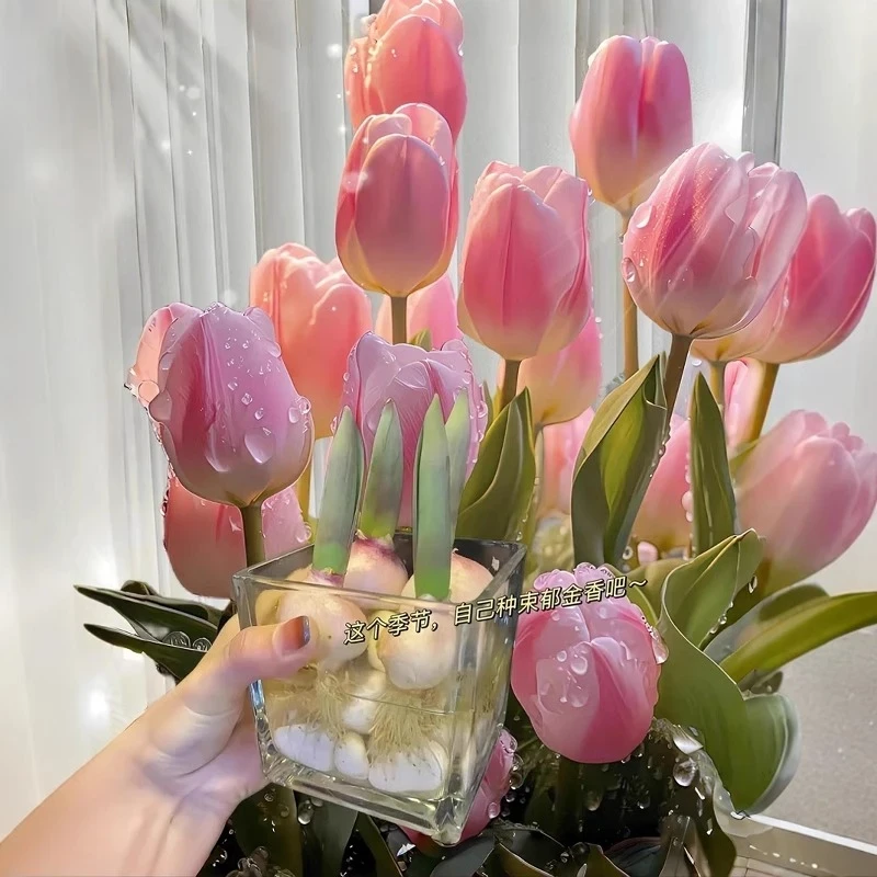 格艺5颗进口郁金香种球带芽5度球水培花卉植物室内花种子盆栽土培