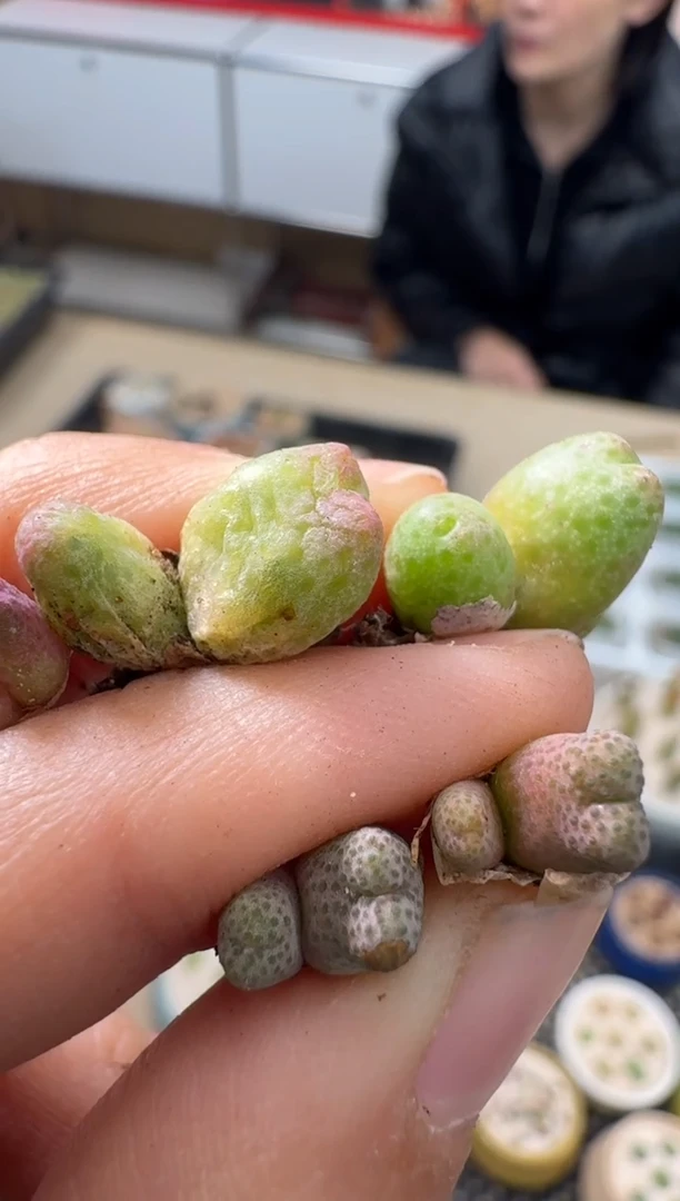 【闪购商品】4-47蟠桃斑马一颗