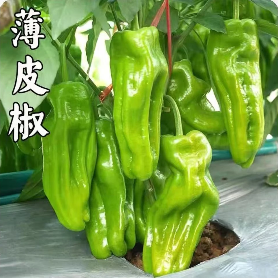 薄皮椒苗泡椒辣椒秧苗四季蔬菜苗种子开春菜蔬菜西红柿蔬菜秧苗