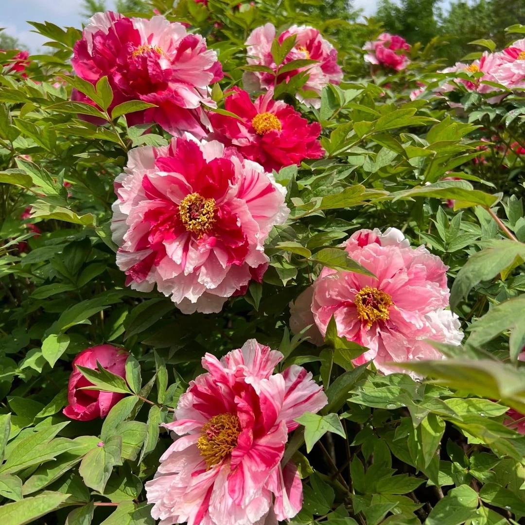 牡丹【岛锦】精品复色系牡丹花 开花双色牡丹  先发肥料  秋季发苗