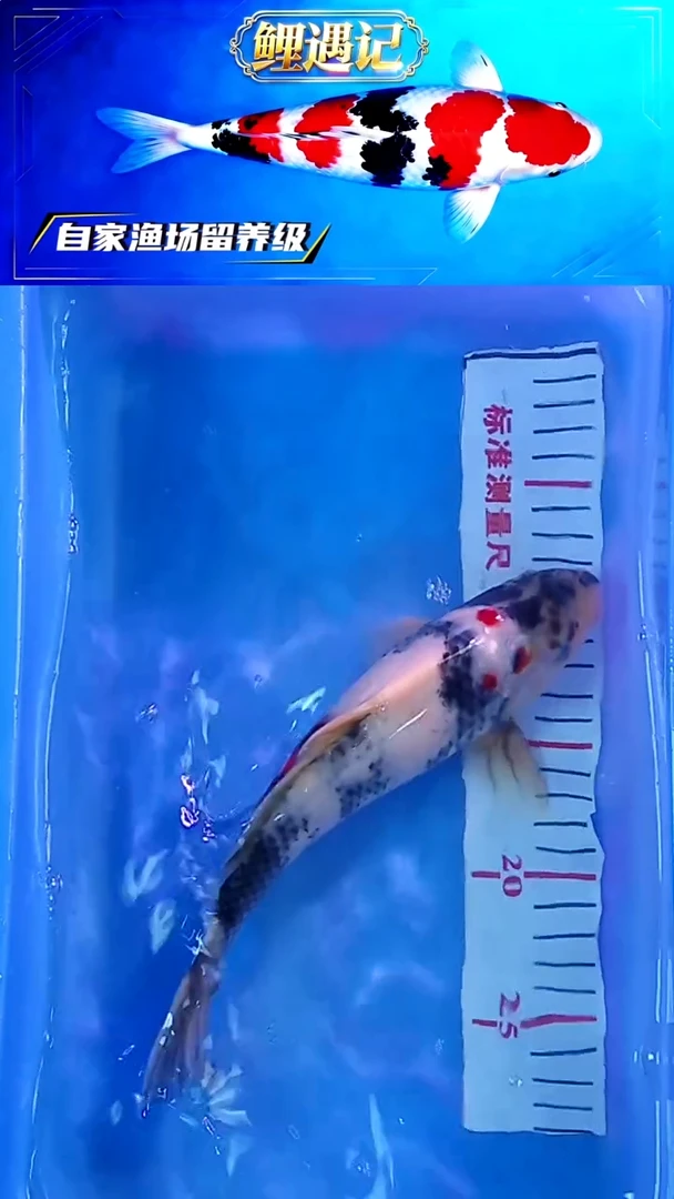 锦鲤12月29日锦鲤4