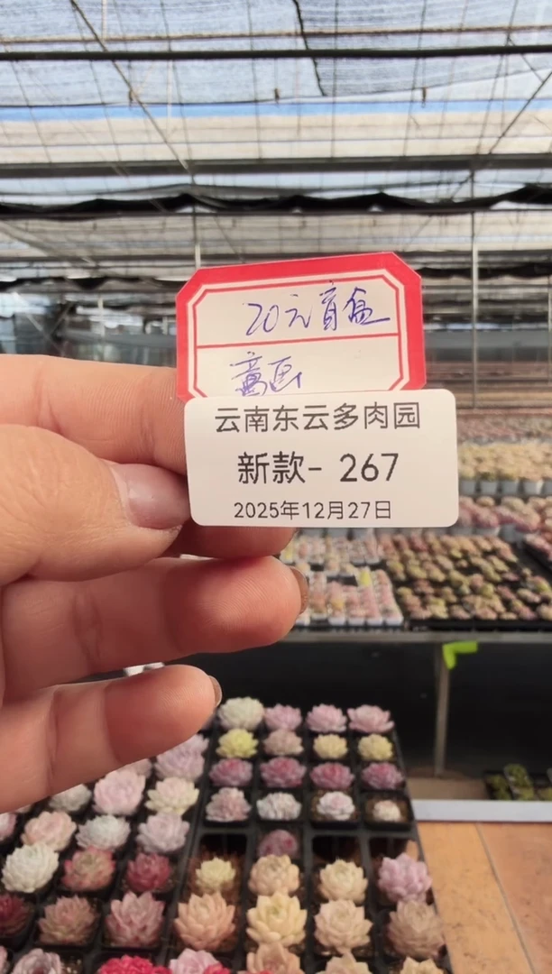 东云多肉园新款-267（20元盲盒童画）