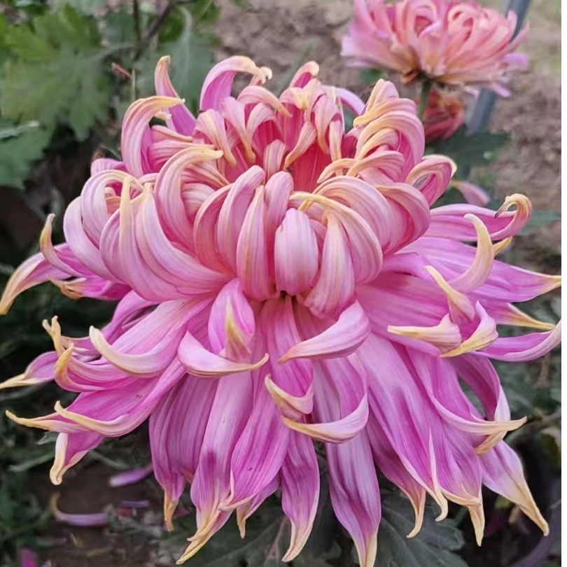 120个品种 九月菊 大菊花种苗包对版 穴盘苗当年开花