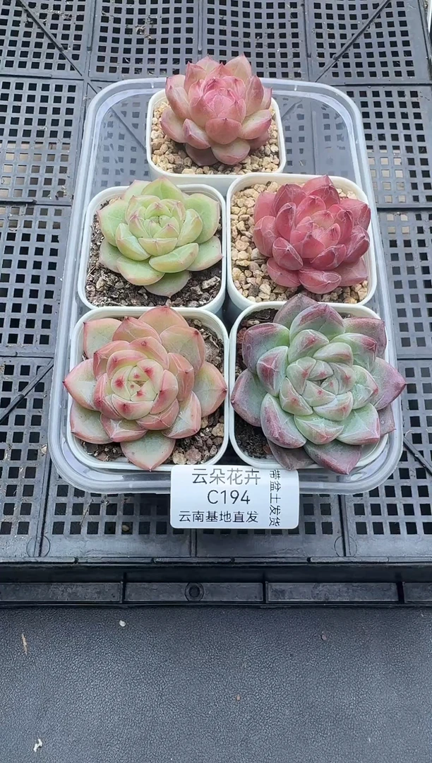 珍妮杂交多肉C194