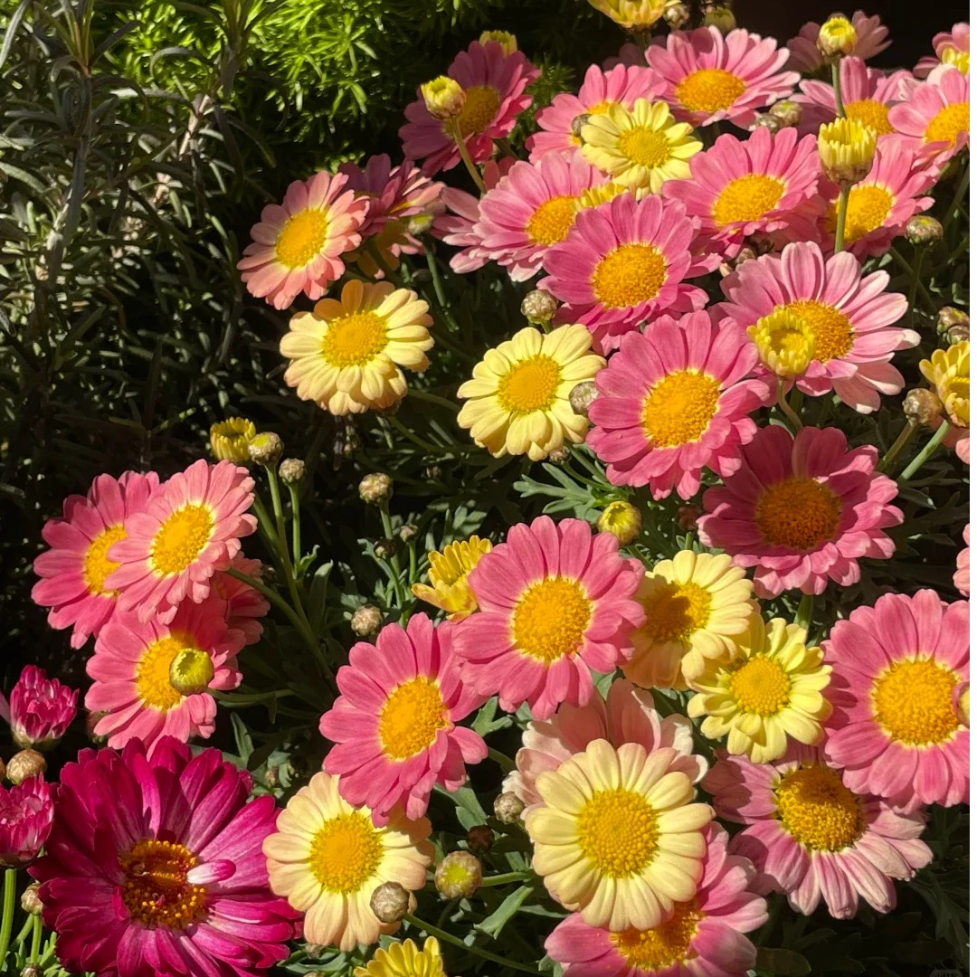 【糖果】玛格丽特盆栽地栽阳台庭院室内室外花卉花园植物耐寒盆