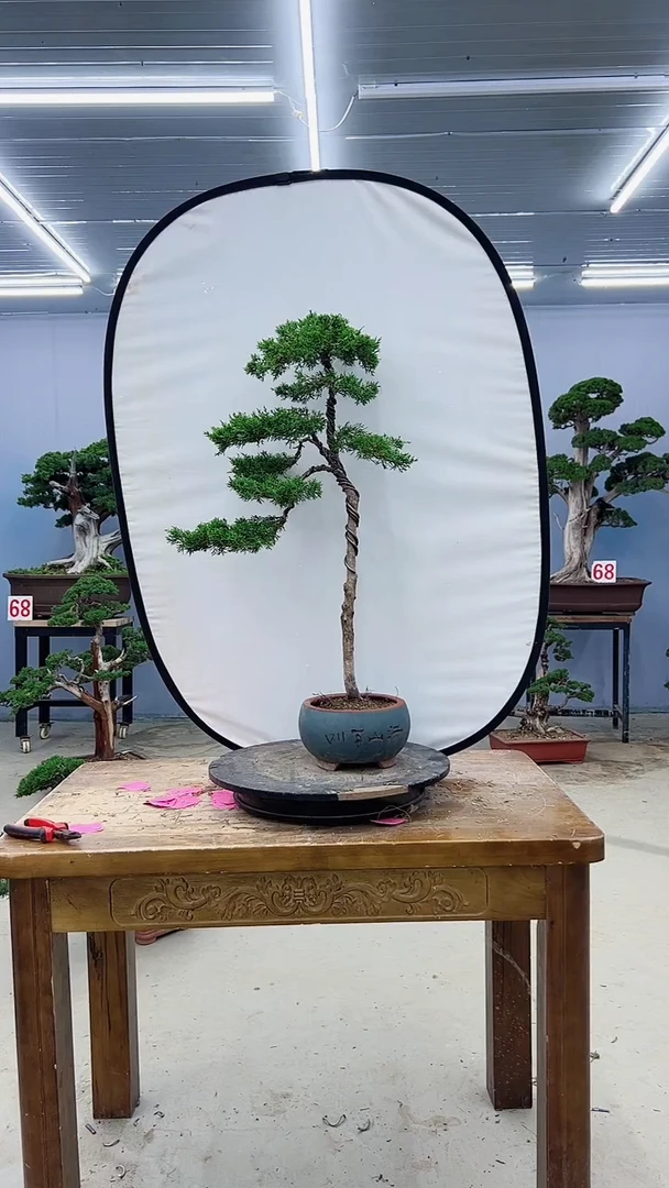 无花朵君**笑系鱼川真柏