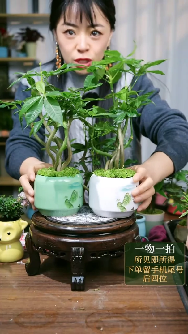 【闪购商品】182--发财树随心2绿+1白颜色随机
