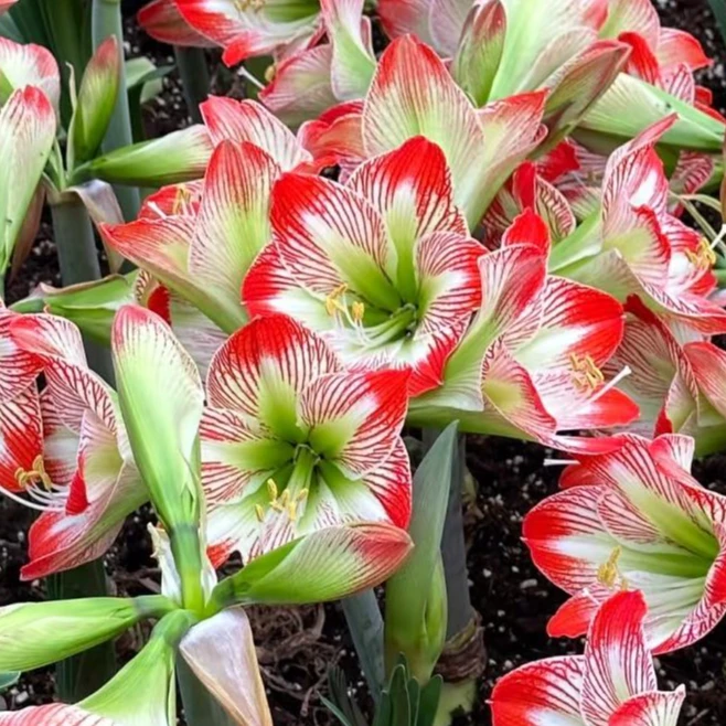 朱顶红种球【热带情感】-单瓣-开花球1粒-