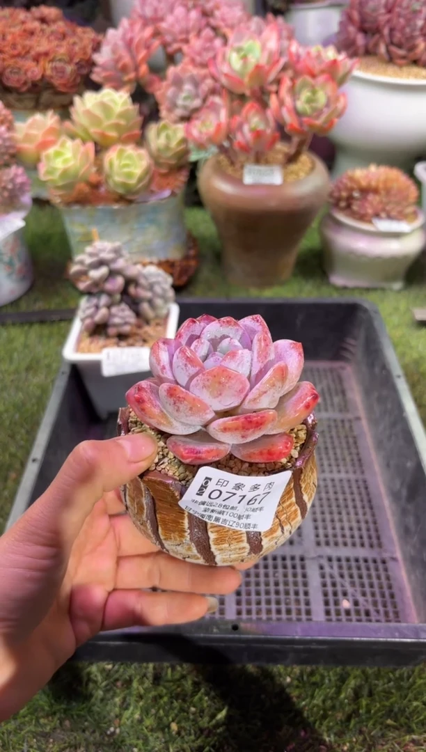 【闪购商品】07167脱土带盆