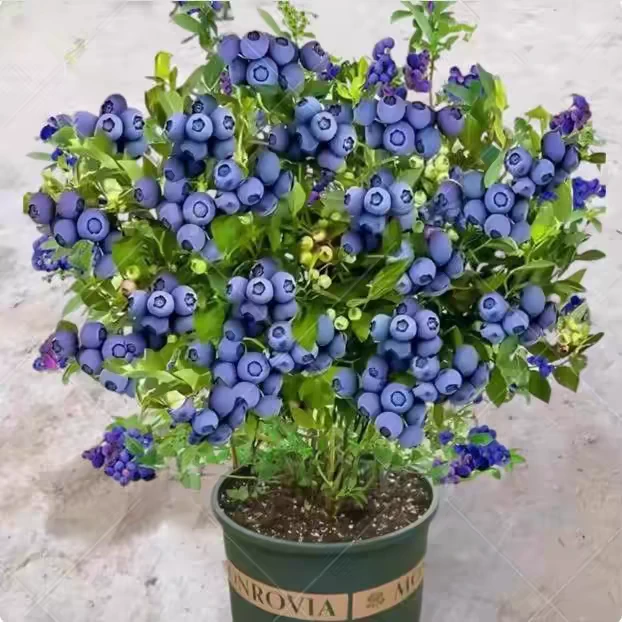 C【福利1加仑爆果原盆原土】蓝莓树南北方种植原盆原土带花带果发货